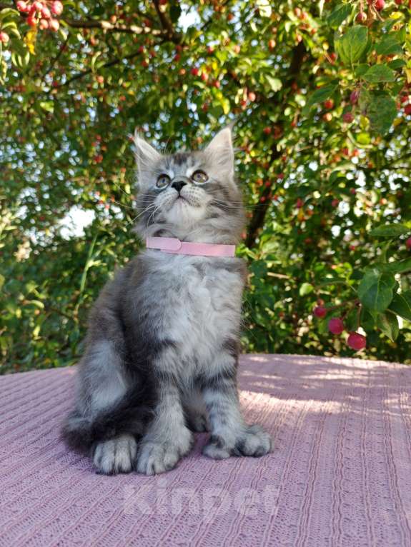 Кошки в Ярославле: Котёнок Поли-кун Девочка, 70 000 руб. - фото 3