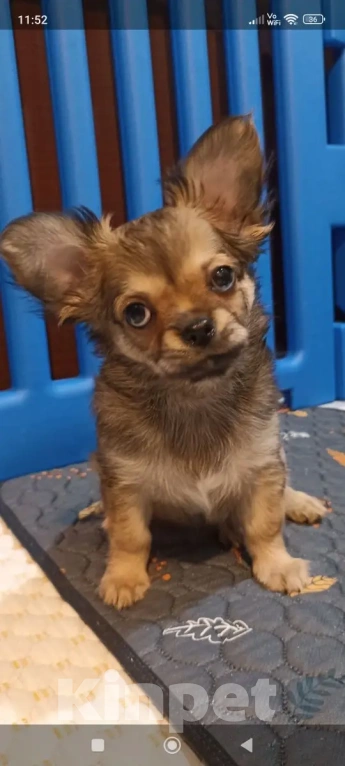 Собаки в Волгограде: Девочка соболиного окраса Девочка, 40 000 руб. - фото 4