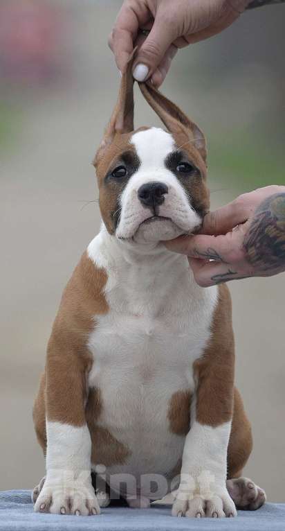 Собаки в Краснодаре: Щенок амстаффа РКФ Мальчик, 60 000 руб. - фото 4