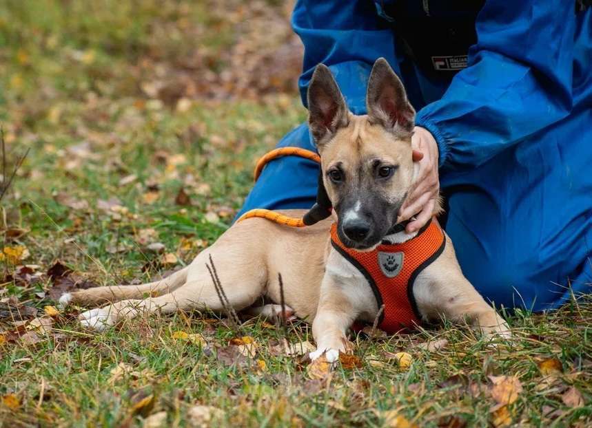 Собаки в Москве: Щенок 5 месяцев Бэмби в добрые руки  Девочка, Бесплатно - фото 3
