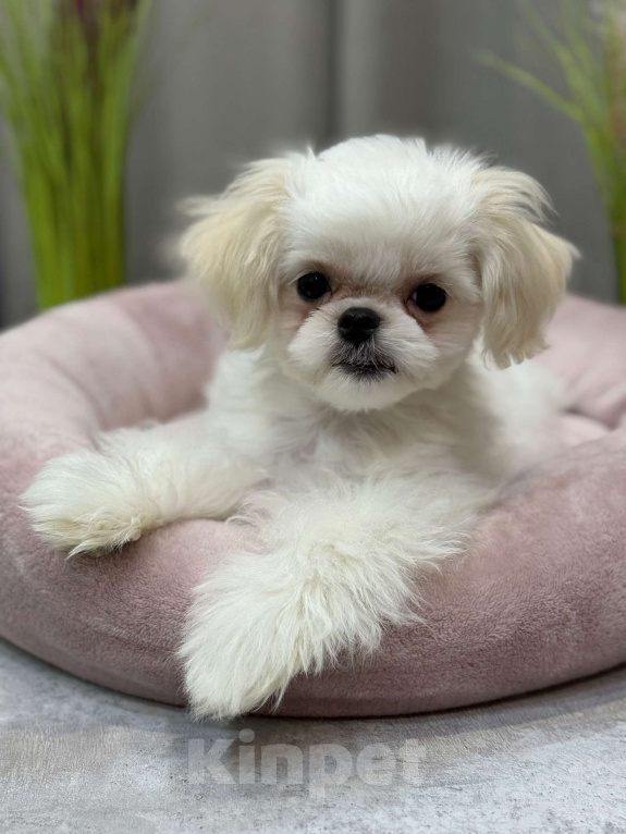 Собаки в Москве: Лакки. Эксклюзивное микро. Мальчик, 150 000 руб. - фото 9