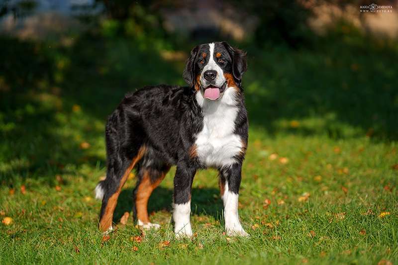 Собаки в Волоколамске: Бернский Зенненхунд, Макдалена. Девочка, Бесплатно - фото 4