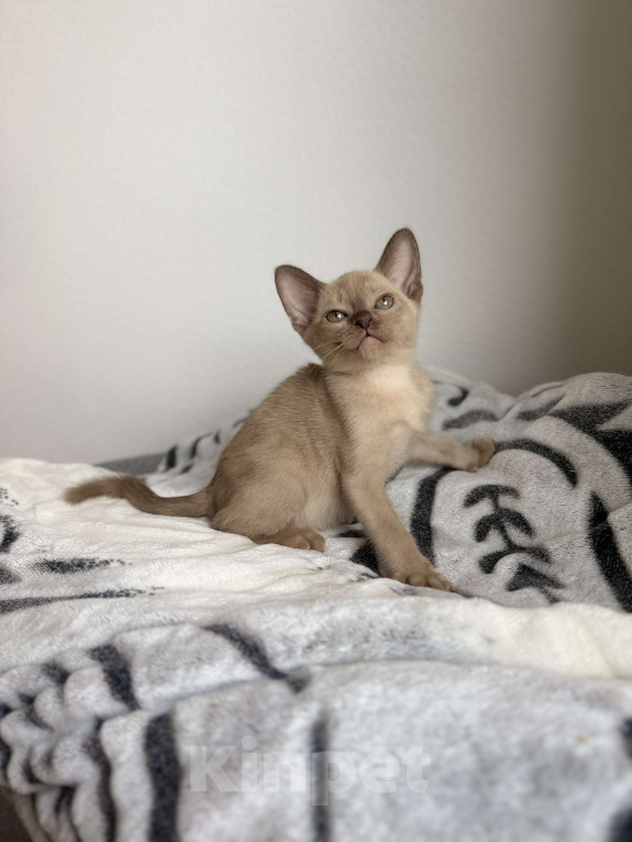 Кошки в Москве: Шоколадная Бурманская девочка Девочка, 60 000 руб. - фото 2