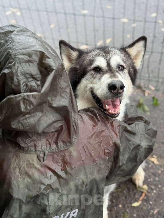 Собаки в Москве: Кайли выкинули спустя 8 лет семейной жизни Девочка, Бесплатно - фото 6