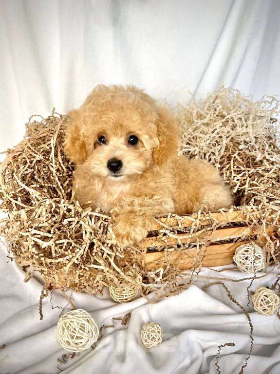 Собаки в Москве: Мальтипу щенки Мальчик, 100 000 руб. - фото 6