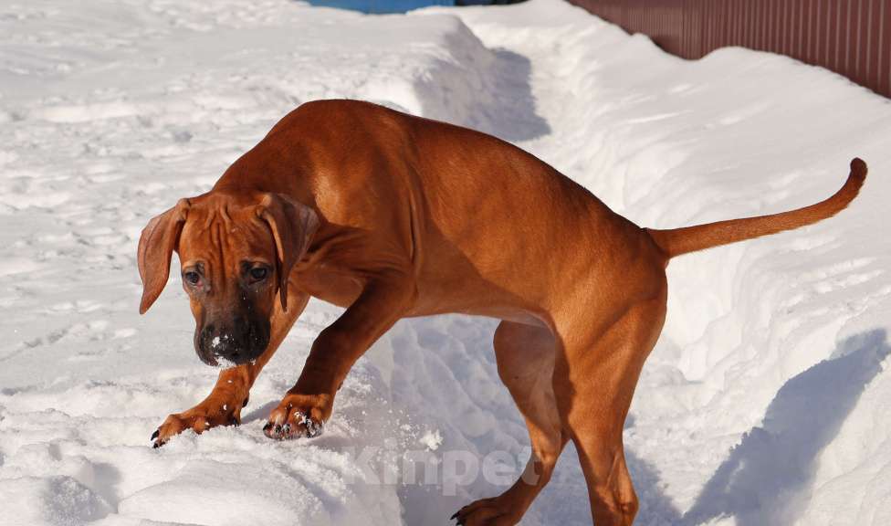 Собаки в Москве: Девочка Родезийского Риджбека для души Девочка, Бесплатно - фото 4