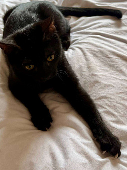 Котенок Оська ищет дом