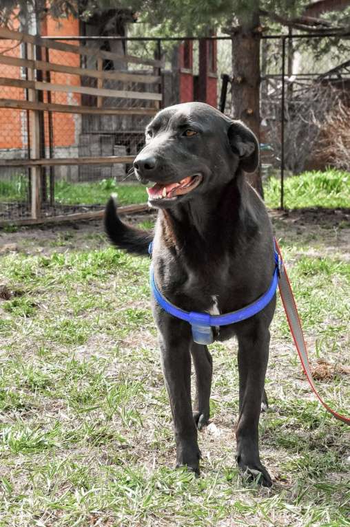 Собаки в Истре: Красотка Энджи собака в добрые руки Девочка, Бесплатно - фото 3