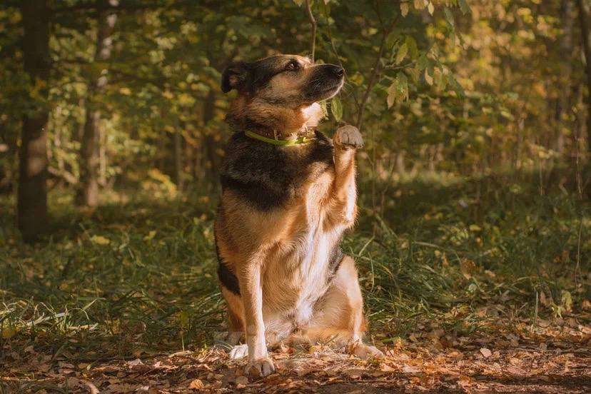 Собаки в Москве: Бейлис ищет дом Девочка, Бесплатно - фото 5