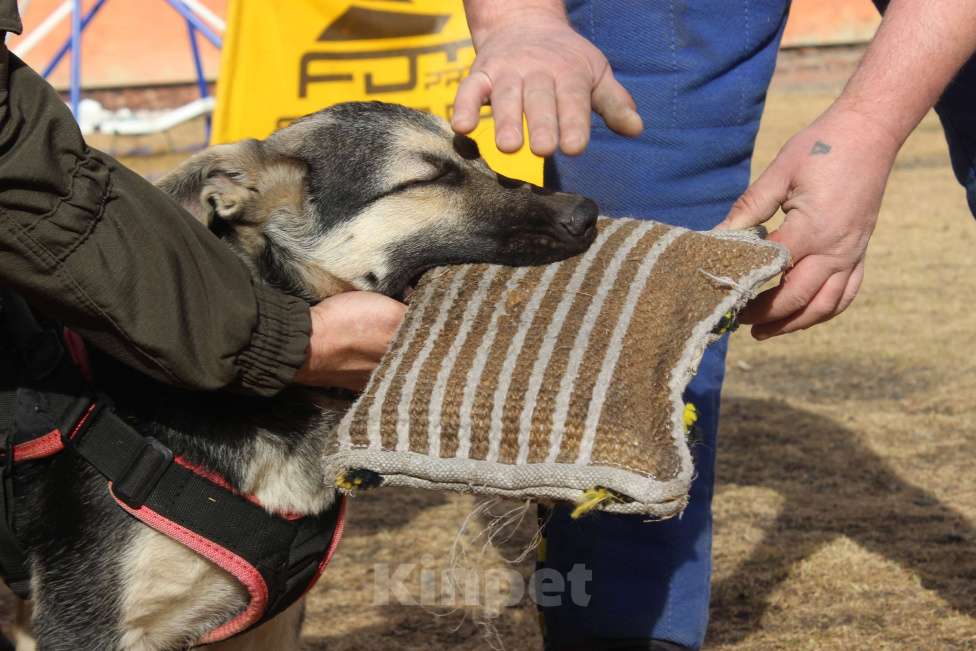 Собаки в Красноярске: Щенок ВЕО Нелли Голд Девочка, Бесплатно - фото 9