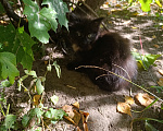 Кошки в Ступино: Котёнок в добрые руки Мальчик, Бесплатно - фото 1