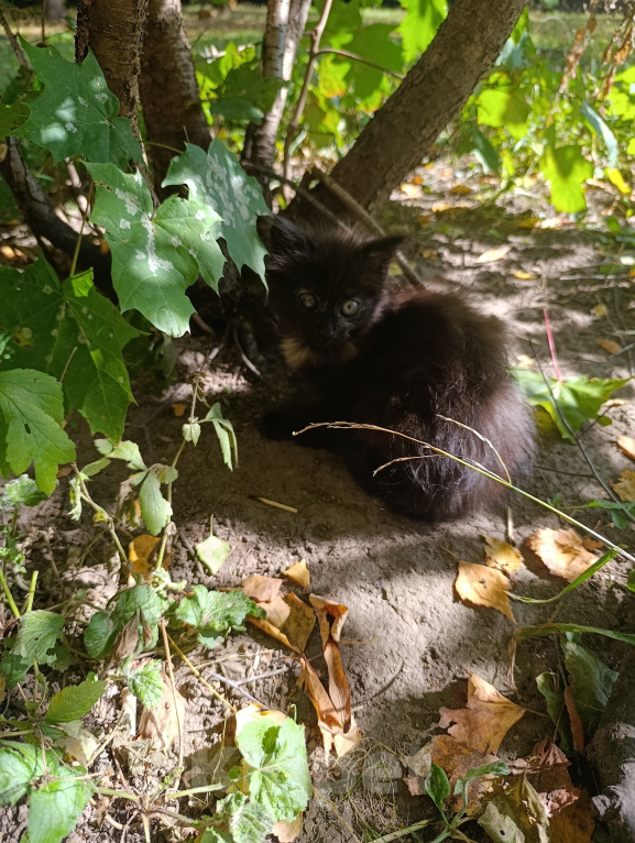 Кошки в Ступино: Котёнок в добрые руки Мальчик, Бесплатно - фото 1