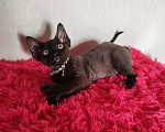 Кошки в Горячем Ключе: Котенок Девон Рекс девочка черная Девочка, 60 000 руб. - фото 6