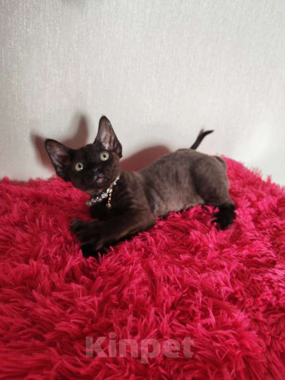 Кошки в Горячем Ключе: Котенок Девон Рекс девочка черная Девочка, 60 000 руб. - фото 6