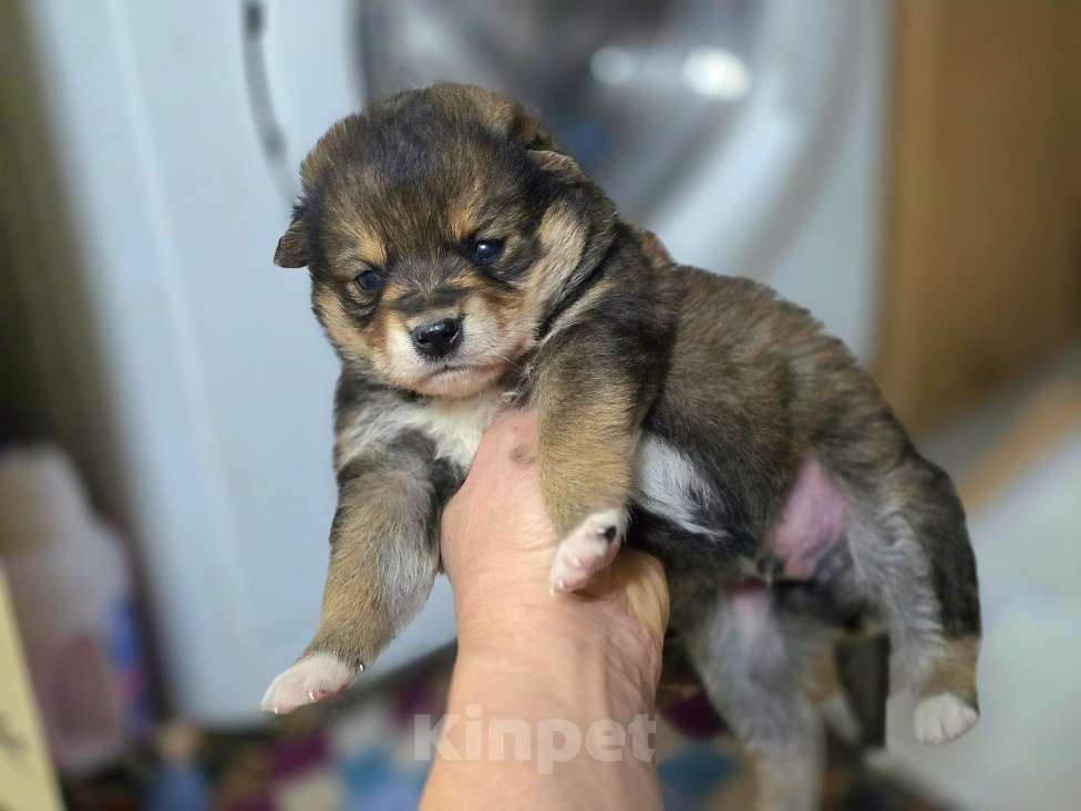 Собаки в Новосибирске: Щенок Толгат 1 мес. Доставим по Новосибирску и нсо.  Мальчик, Бесплатно - фото 1