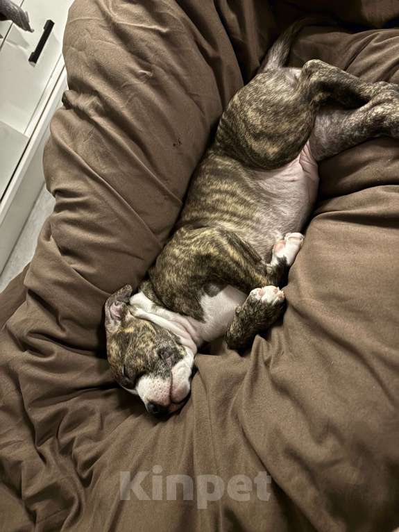 Собаки в Нерюнгри: продам породистого щенка Девочка, 25 000 руб. - фото 2