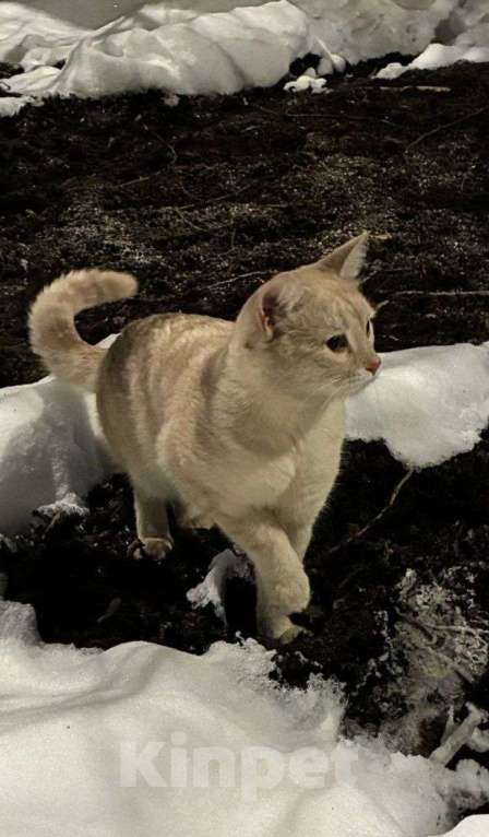 Кошки в Москве: Персиковый нежный котик Кексик🌸 Мальчик, Бесплатно - фото 7