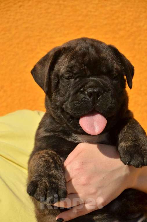 Собаки в Тобольске: Дети бульмастифа Девочка, 50 000 руб. - фото 2