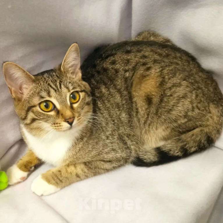 Кошки в Москве: Полосатенькая Стеша в добрые руки Девочка, Бесплатно - фото 2