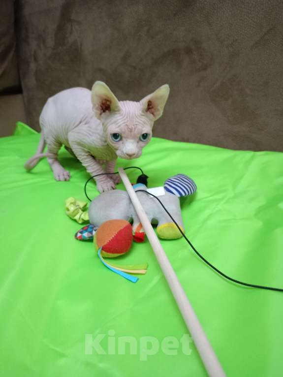 Кошки в Москве: Канадский сфинкс котёнок Мальчик, 15 000 руб. - фото 2