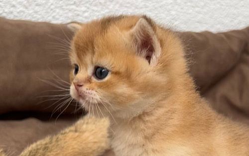 Шотландский прямоухий котик