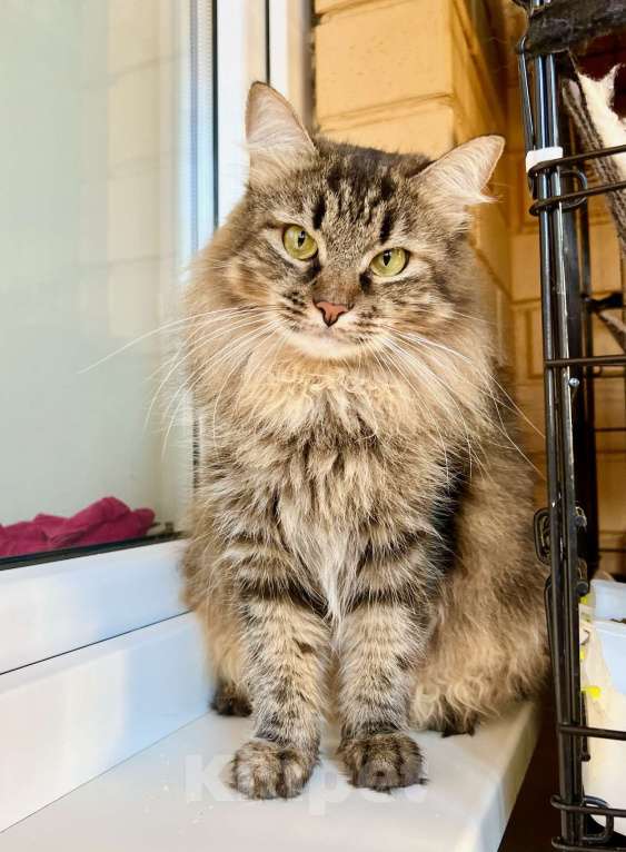 Кошки в Москве: Молодая пушистая кошечка Венди в добрые руки Девочка, Бесплатно - фото 2