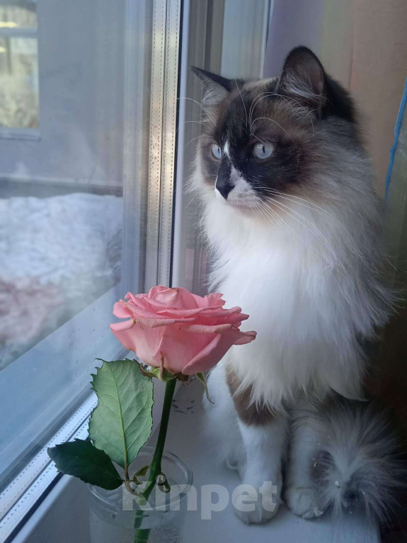 Кошки в Екатеринбурге: Очаровательный Феликс Мальчик, Бесплатно - фото 3