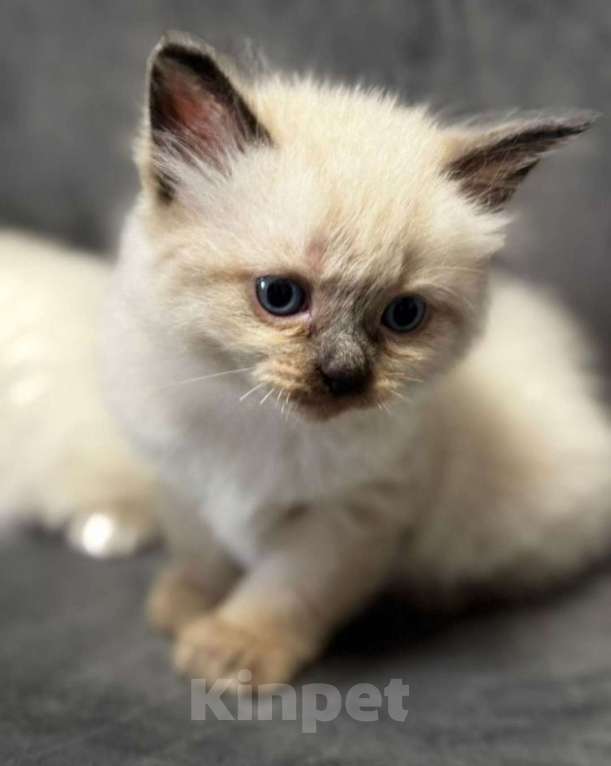 Кошки в Орле: Котенок мальчик Мальчик, 5 000 руб. - фото 1