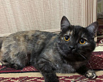 Кошки в Иркутске: Продается кошечка🐾 Девочка, 2 000 руб. - фото 4