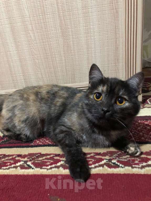 Кошки в Иркутске: Продается кошечка🐾 Девочка, 1 500 руб. - фото 4