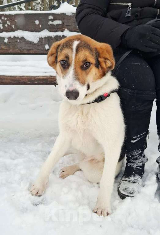 Собаки в Москве: Трехцветный щенок в добрые руки Девочка, Бесплатно - фото 8