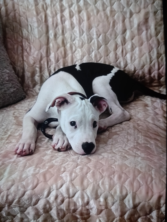 Собаки в других городах Краснодарского края: Щенок🐶Питбуль Девочка, Бесплатно - фото 1