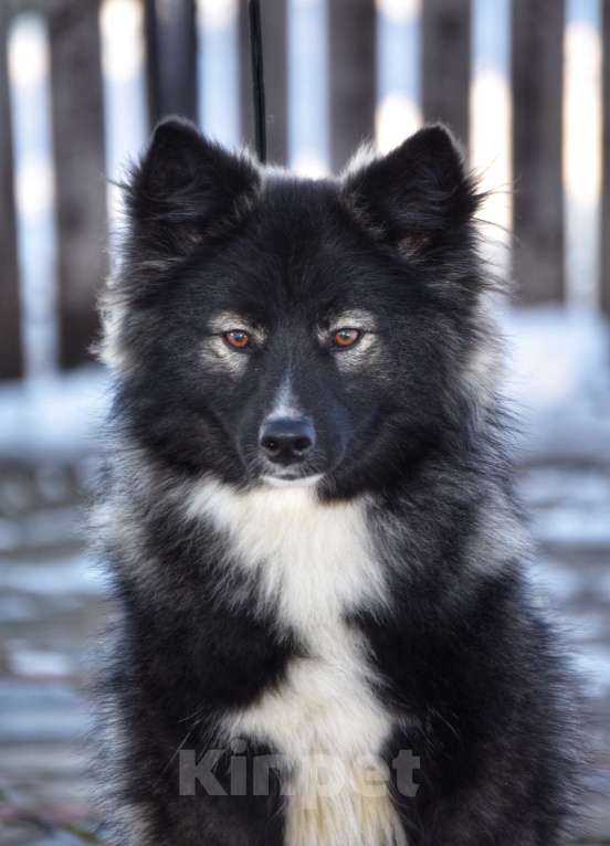 Собаки в Москве: Ненецкая оленегонная лайка. Кобель YUYDI. Мальчик, 60 000 руб. - фото 1