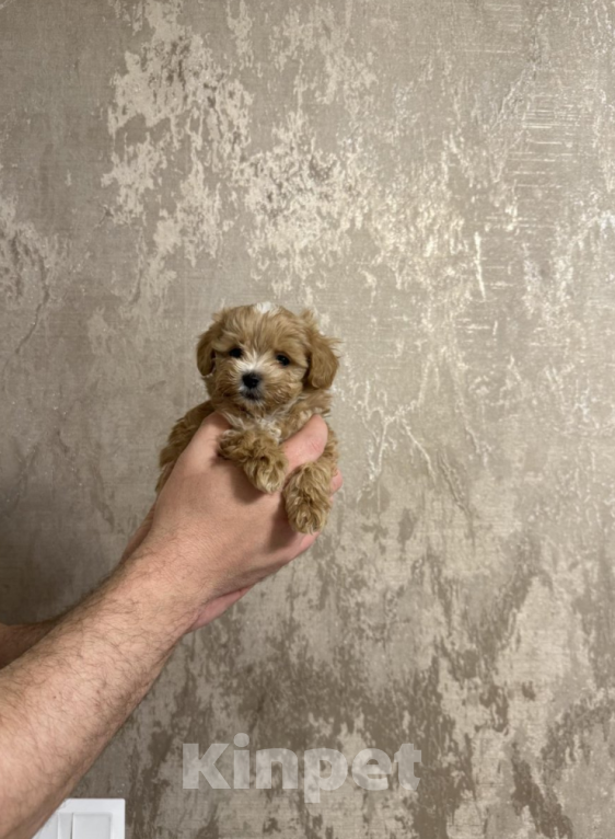 Собаки в Москве: Мальчик мини Мальчик, 60 000 руб. - фото 1