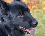 Собаки в Апрелевке: Спокойный и ласковый пес Барон ищет дом! Мальчик, 1 руб. - фото 4