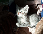Кошки в Брянске: Котята, 50 руб. - фото 2