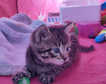 Кошки в Белгороде: Отдаю котяток Мальчик, Бесплатно - фото 4