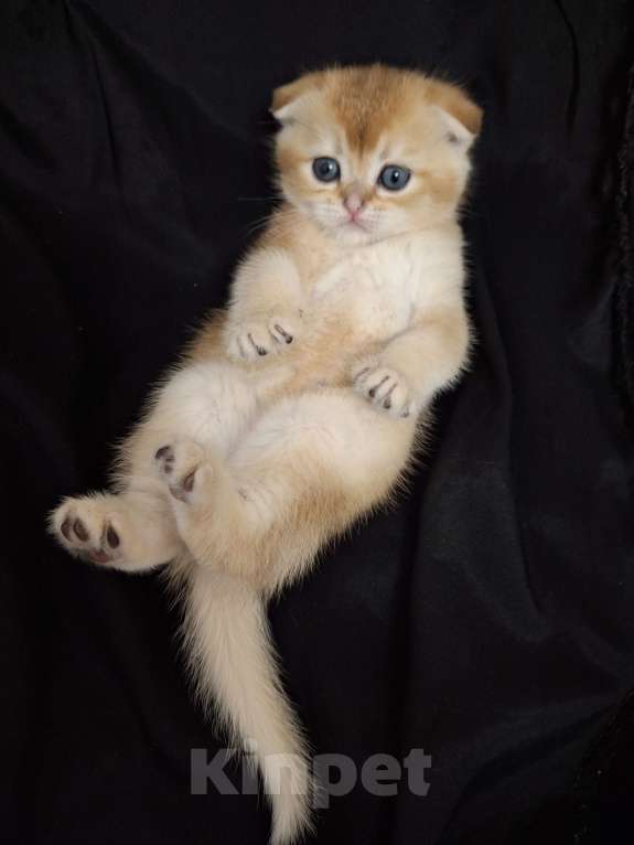 Кошки в Москве: Вениамин Мальчик, 50 000 руб. - фото 3