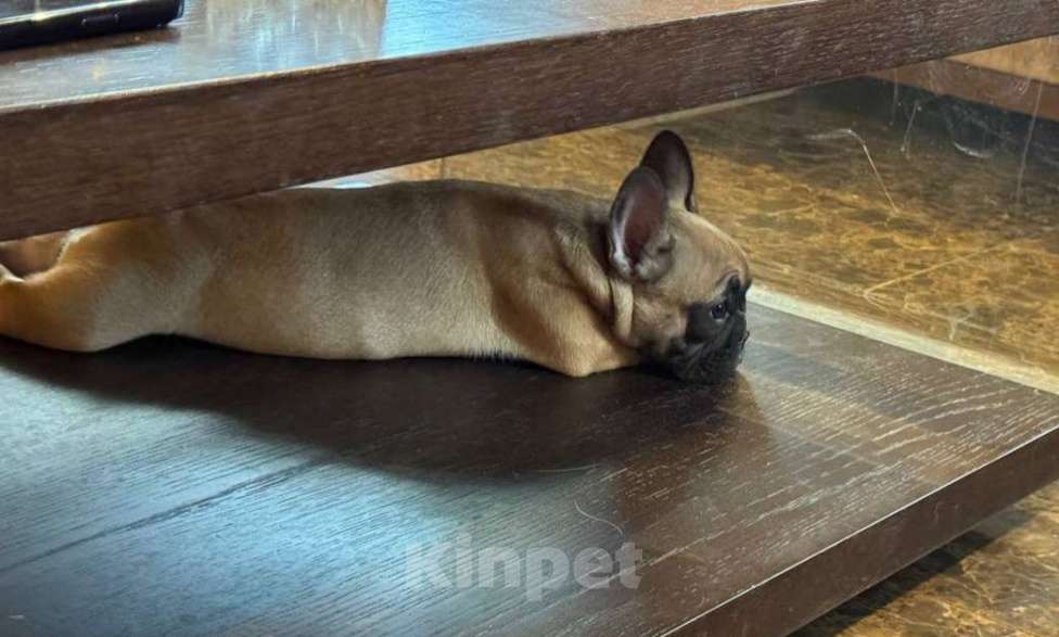 Собаки в Москве: Девочка , Таисия Девочка, 50 000 руб. - фото 4