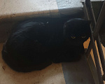 Кошки в Москве: Найден КОТ потеряшка, он ждет хозяина Мальчик, Бесплатно - фото 2
