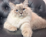 Кошки в Москве: Сибирский (Невский Маскарадный)  котенок) Мальчик, 100 000 руб. - фото 4
