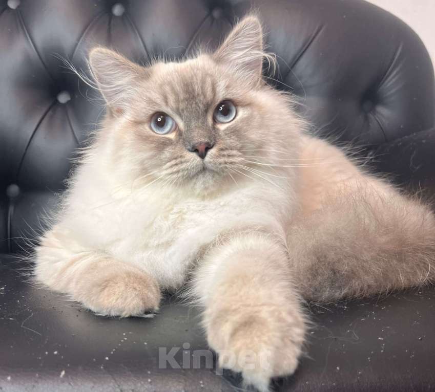 Кошки в Москве: Сибирский (Невский Маскарадный)  котенок) Мальчик, 100 000 руб. - фото 4