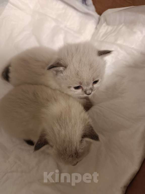 Кошки в Краснодаре: Продаются котята Мальчик, 20 000 руб. - фото 2