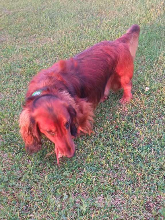 Собаки в Санкт-Петербурге: Вязка Мальчик, 1 руб. - фото 7