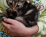 Кошки в Пятигорске: Найден Котенок с зелёным ошейником Мальчик, 1 руб. - фото 2