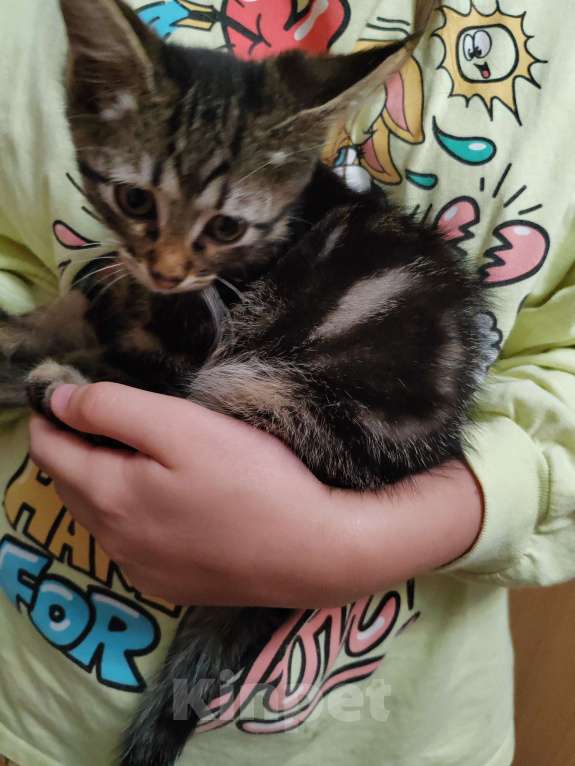 Кошки в Пятигорске: Найден Котенок с зелёным ошейником Мальчик, 1 руб. - фото 2