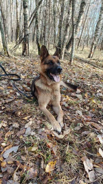 Собаки в Москве: кобель немецкой овчарки ищет семью бесплатно Мальчик, Бесплатно - фото 1