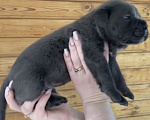 Собаки в Москве: Щенки кане Корсо Мальчик, Бесплатно - фото 6