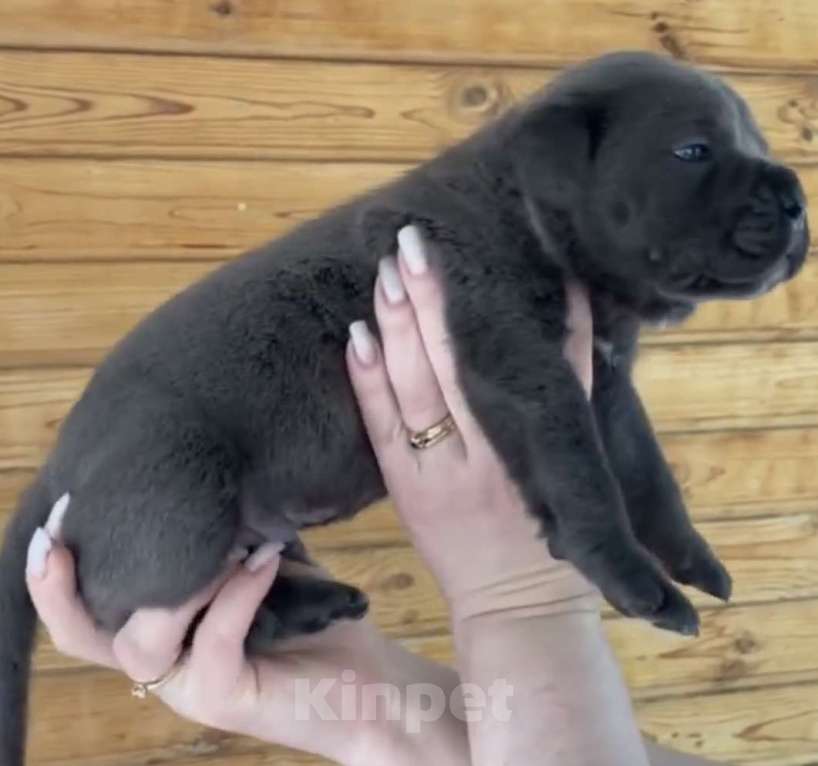 Собаки в Москве: Щенки кане Корсо Мальчик, Бесплатно - фото 6