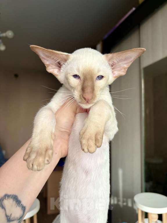 Кошки в Казани: Ориентальные котята  Мальчик, 65 000 руб. - фото 4